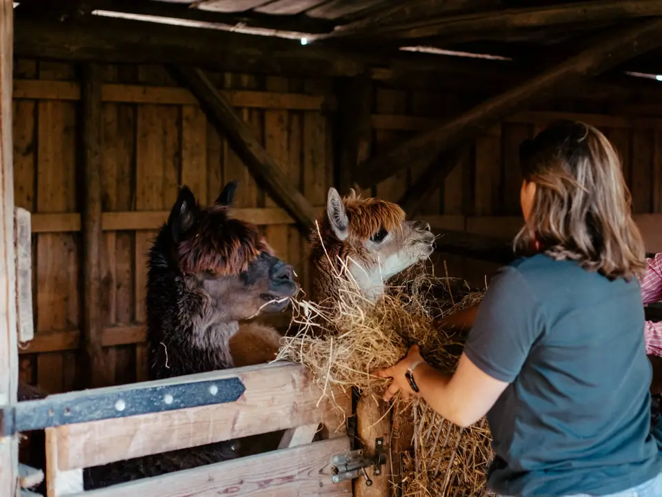 Zwei Alpakas werden im Stall von Gästen mit Heu gefüttert.